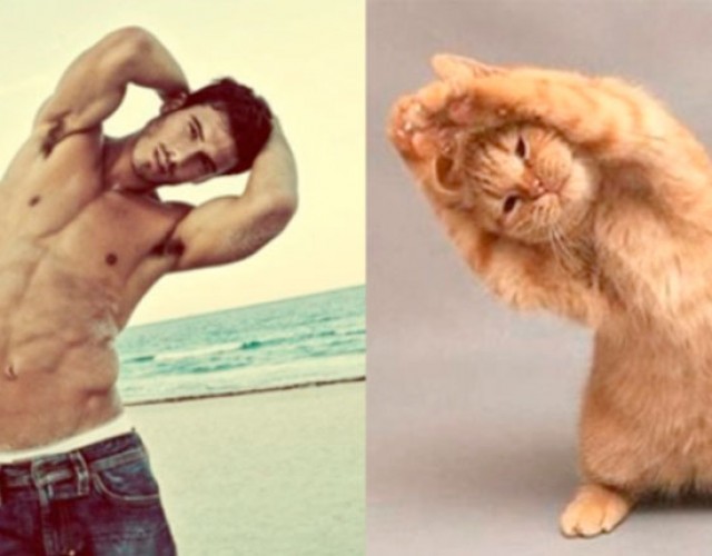 23-gatos-posando-como-modelos-fress-fressco