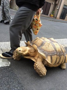 Caminata en Tokio