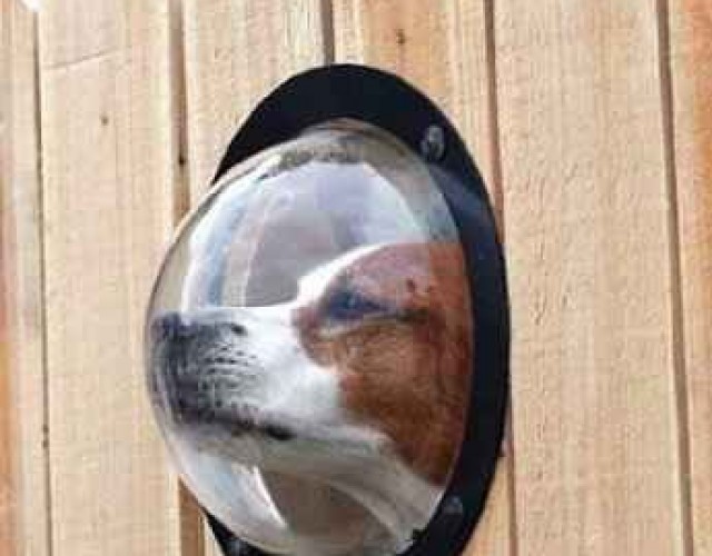 Inventos-mascotas-12