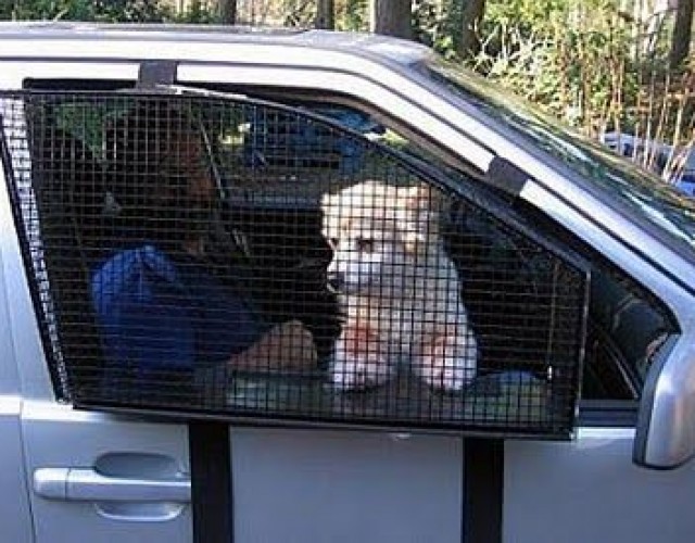 Inventos-mascotas-14