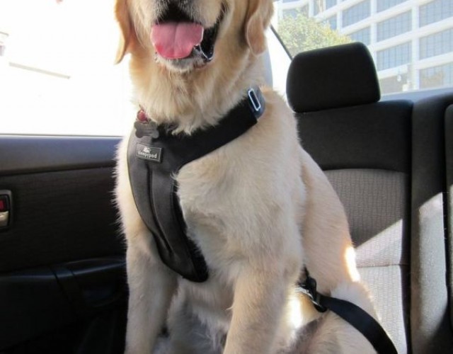 Inventos-mascotas-16