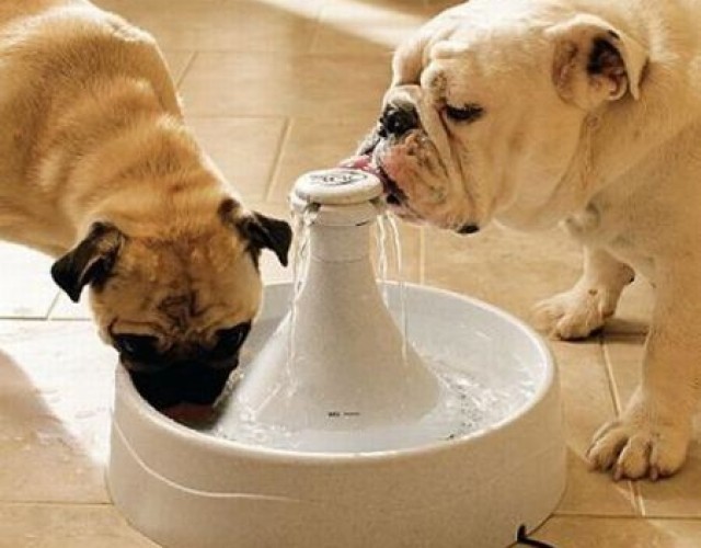 Inventos-mascotas-18