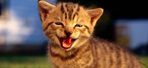 fondo-de-gato-sonriendo-lindo-710