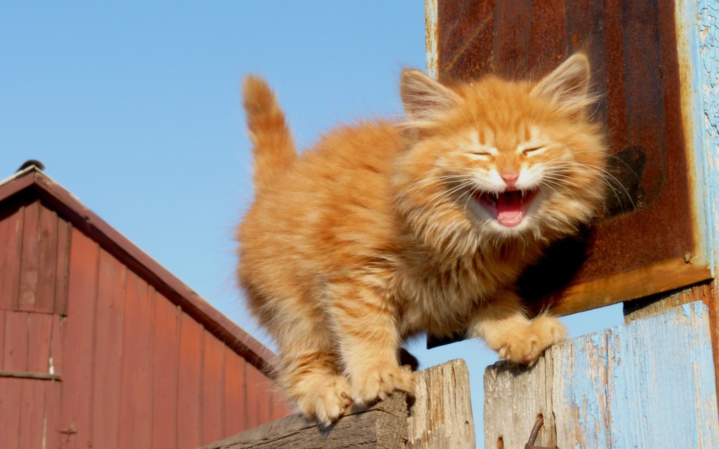 laughing-kitten