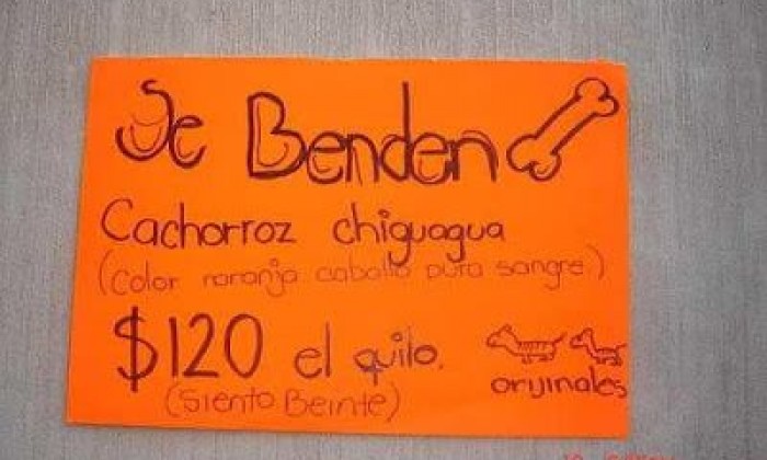 12118830_1223750197651397_5403110886806402694_n