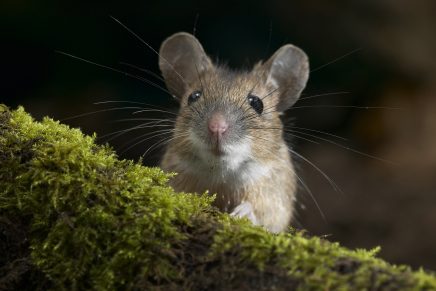 El mago y el ratón. - Kebuena