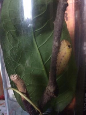 Asombrosos gusanos - Kebuena