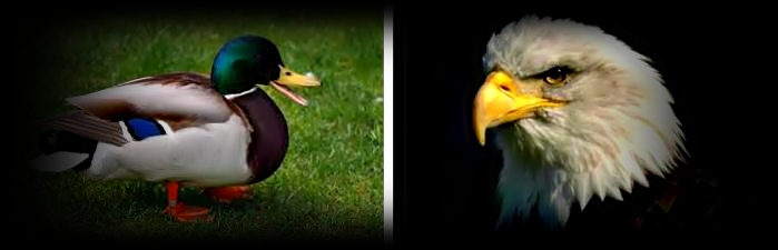 La #Reflexión del día con: Pato o Águila - Kebuena