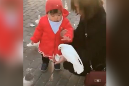 No pararás de reír con este video que muestra una inusual interacción entre una niña y una paloma.