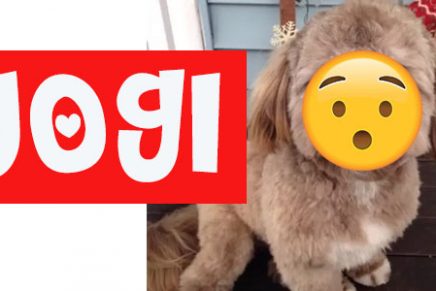 Conoce a Yogi, el perro con cara de humano