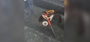 Mira este impactante y chistoso video de un cangrejo que logró hacerse de un cuchillo para defenderse de ser cocinado.