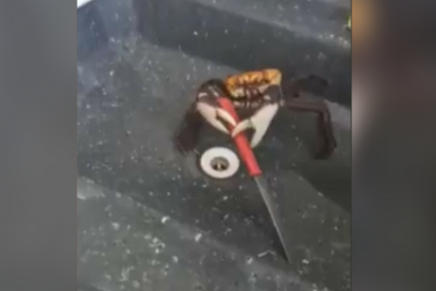 Mira este impactante y chistoso video de un cangrejo que logró hacerse de un cuchillo para defenderse de ser cocinado.
