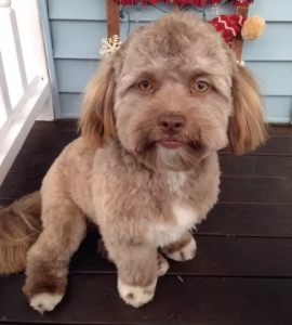 Conoce a Yogi, el perro con cara de humano