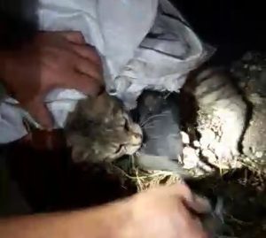 De nuevo la realidad supera la ficción, este gato que ingresaba ilícitamente un teléfono celular para llevárselo a un preso.