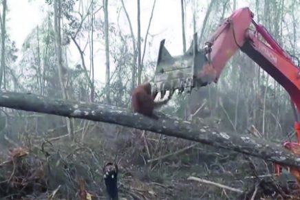 Video: Orangután defiende a capa y espada su casa peleando contra una excavadora