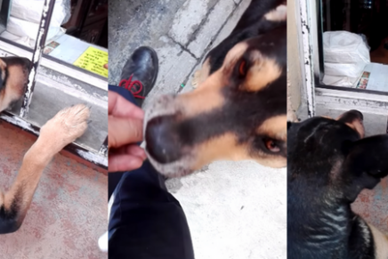 Perro callejero pide dinero para comprar salchichas y se vuelve viral