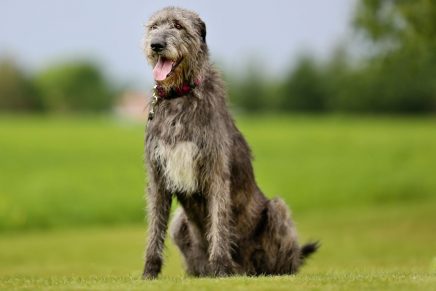 La reflexión del perro