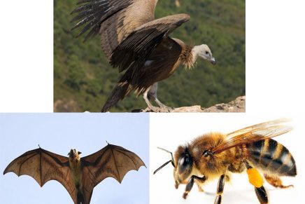 la moraleja de los animales