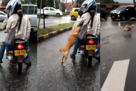Dueños abandonan a perrito en plena calle y causan furia en las redes
