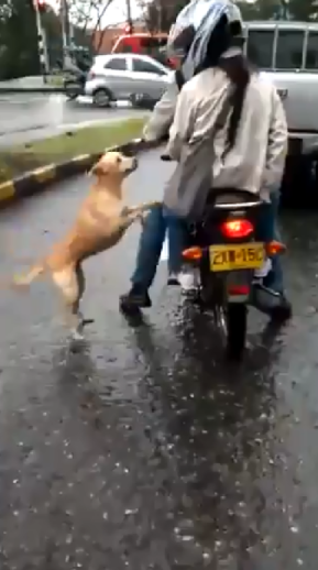 Perrito suplica a sus dueños que no lo abandonen
