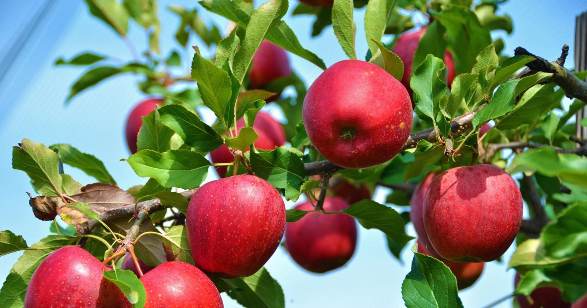 Manzano Todo Lo Que Debes Saber Arboles Frutales Manzano Todo Lo Que Debes Saber Arboles Frutales