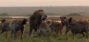León es atacado por más de 20 hienas y lo inesperado ocurre al final