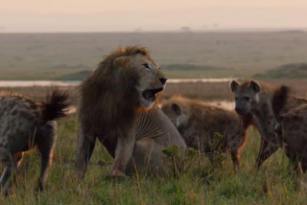 León es atacado por más de 20 hienas y lo inesperado ocurre al final
