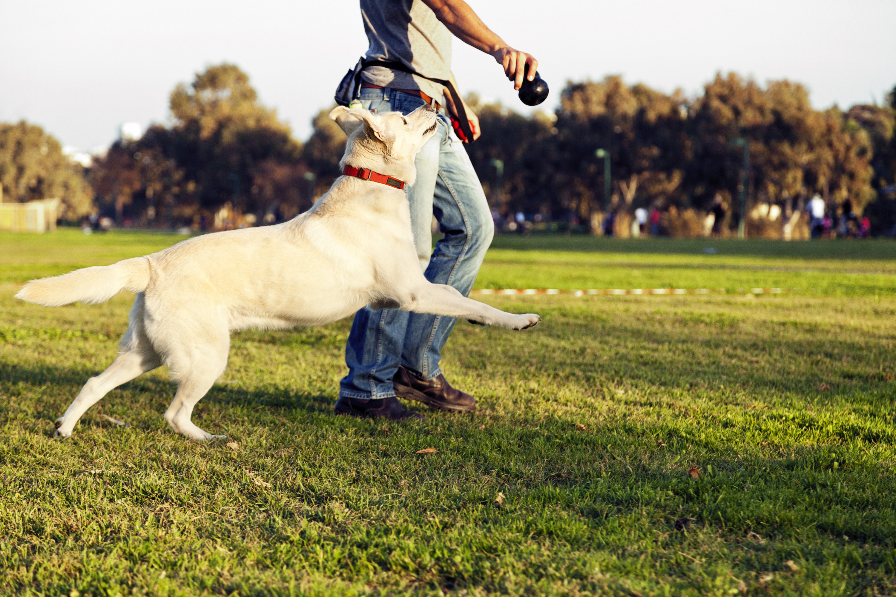dueño jugando con perro