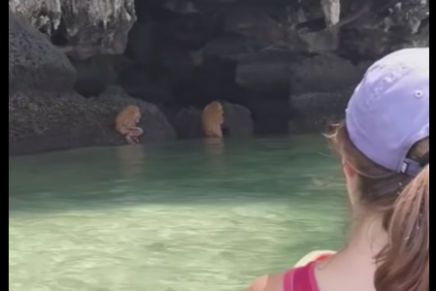 La verdad detrás de los extraños seres captados en Tailandia