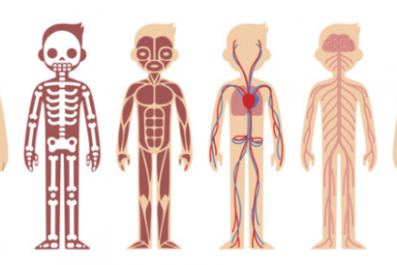 10 Datos Curiosos Del Cuerpo Humano Que Seguramente No Conocias