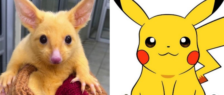 pikachu real