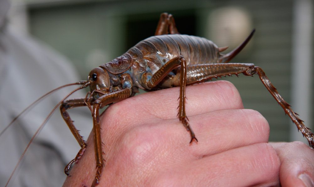 weta