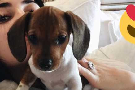 Las mujeres duermen mejor con el perro que con su pareja