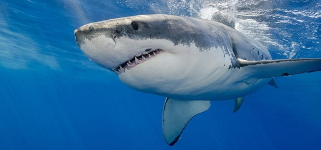 tiburones mexicanos 