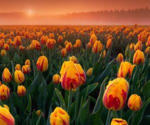 La Reflexión: Los vivos y los muertos