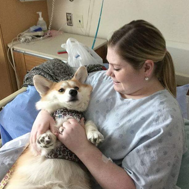 hospital permite acceso a mascotas 