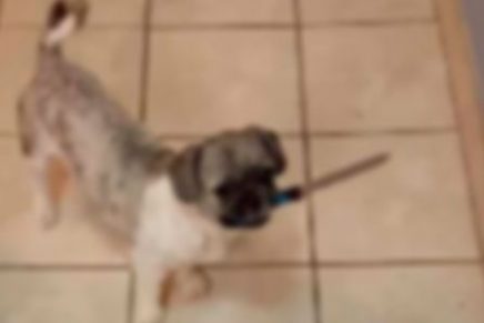 perro amenza a su dueño