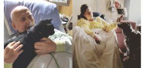 hospital permite acceso a mascotas