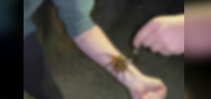 jovenes-juegan-con-peligroso-animal-sin-saberlo