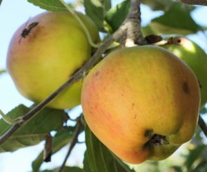 la-reflexion-arbol-manzanas