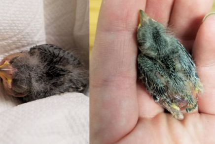 Borracho de gran corazón manda en Uber a pajarito herido