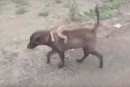 Perro ayuda a mono