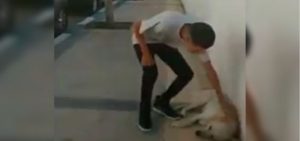 chico-imita-bad-bunny-atacado-perro