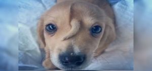 encuentran-cachorro-condicion-especial