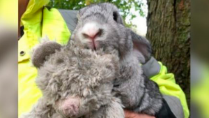 conejito-calle-osito-peluche