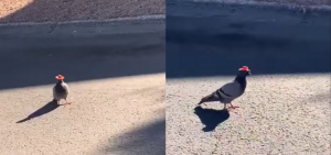 palomas-sombrero-vaquero