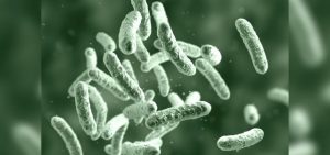 que-es-cisticercosis-como-se-contrae