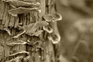 GettyImages-977463104