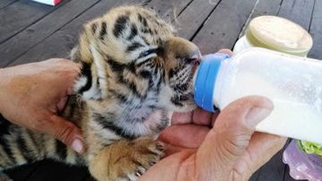 nace-tigre-covid tigre