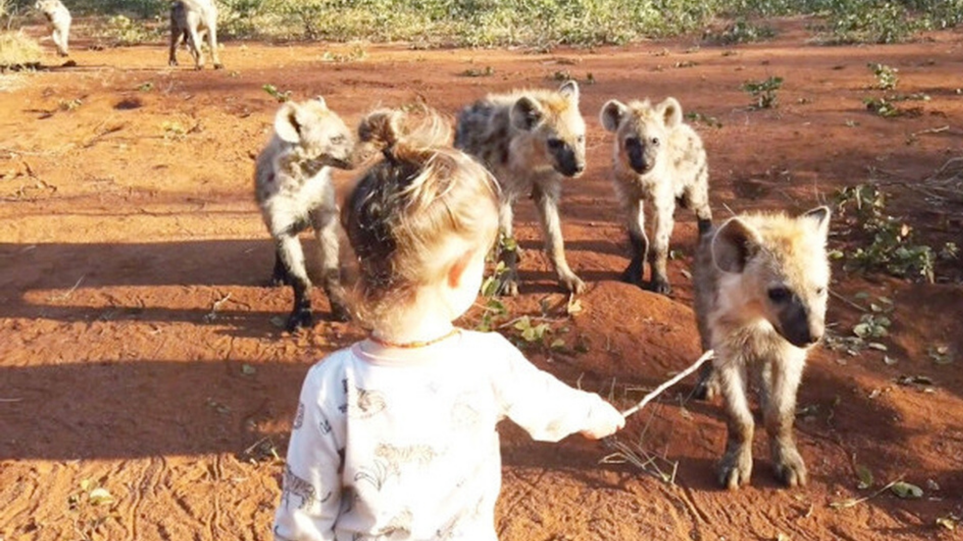 Graban a pequeña de dos años jugando con una manada de hienas